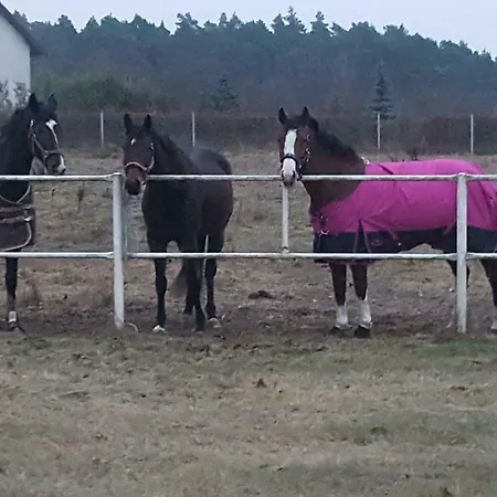 Pensjonat W Stadninie Koni Cheval