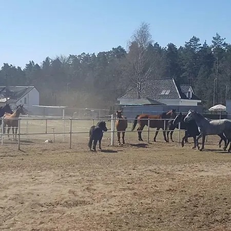 W Stadninie Koni Cheval